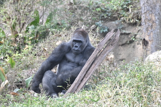 Filename=DSC_0507.JPG
Filesize=20249KiB
Dimensions=7360x4912
Date added=Sep 27, 2019 DSC_0507.JPG