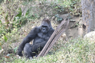 Filename=DSC_0508.JPG
Filesize=20441KiB
Dimensions=7360x4912
Date added=Sep 27, 2019 DSC_0508.JPG