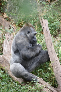 Filename=DSC_0511.JPG
Filesize=19707KiB
Dimensions=4912x7360
Date added=Sep 27, 2019 DSC_0511.JPG