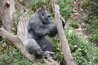 Filename=DSC_0517.JPG
Filesize=24580KiB
Dimensions=7360x4912
Date added=Sep 27, 2019 DSC_0517.JPG