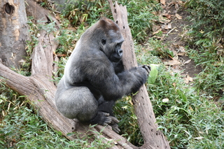 Filename=DSC_0518.JPG
Filesize=23869KiB
Dimensions=7360x4912
Date added=Sep 27, 2019 DSC_0518.JPG