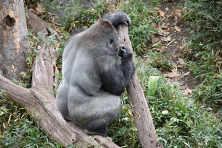 Filename=DSC_0521.JPG
Filesize=23482KiB
Dimensions=7360x4912
Date added=Sep 27, 2019 DSC_0521.JPG