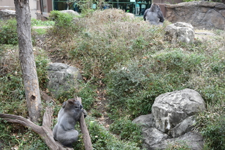 Filename=DSC_0523.JPG
Filesize=27530KiB
Dimensions=7360x4912
Date added=Sep 27, 2019 DSC_0523.JPG