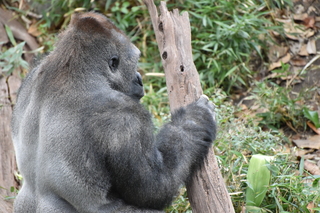 Filename=DSC_0524.JPG
Filesize=22575KiB
Dimensions=7360x4912
Date added=Sep 27, 2019 DSC_0524.JPG