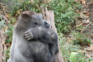 Filename=DSC_0525.JPG
Filesize=21431KiB
Dimensions=7360x4912
Date added=Sep 27, 2019 DSC_0525.JPG