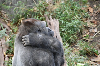 Filename=DSC_0526.JPG
Filesize=21464KiB
Dimensions=7360x4912
Date added=Sep 27, 2019 DSC_0526.JPG