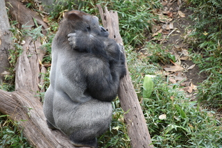 Filename=DSC_0528.JPG
Filesize=23458KiB
Dimensions=7360x4912
Date added=Sep 27, 2019 DSC_0528.JPG