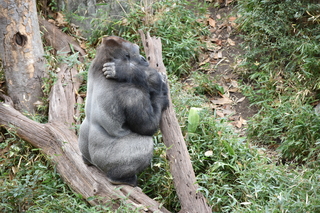 Filename=DSC_0529.JPG
Filesize=24746KiB
Dimensions=7360x4912
Date added=Sep 27, 2019 DSC_0529.JPG