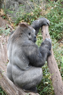 Filename=DSC_0533.JPG
Filesize=19637KiB
Dimensions=4912x7360
Date added=Sep 27, 2019 DSC_0533.JPG