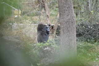 Filename=DSC_0535.JPG
Filesize=19637KiB
Dimensions=7360x4912
Date added=Sep 27, 2019 DSC_0535.JPG