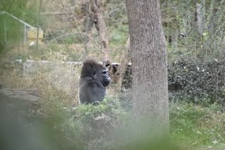 Filename=DSC_0536.JPG
Filesize=19967KiB
Dimensions=7360x4912
Date added=Sep 27, 2019 DSC_0536.JPG