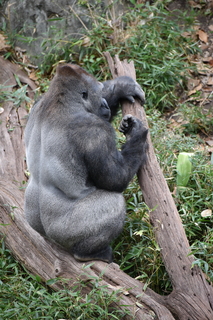 Filename=DSC_0538.JPG
Filesize=20071KiB
Dimensions=4912x7360
Date added=Sep 27, 2019 DSC_0538.JPG