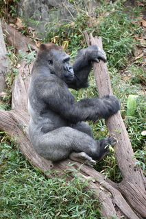 Filename=DSC_0544.JPG
Filesize=20871KiB
Dimensions=4912x7360
Date added=Sep 27, 2019 DSC_0544.JPG