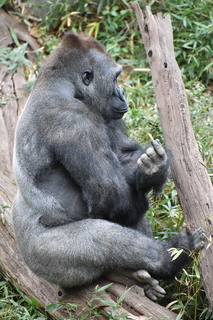 Filename=DSC_0554.JPG
Filesize=20101KiB
Dimensions=4912x7360
Date added=Sep 27, 2019 DSC_0554.JPG