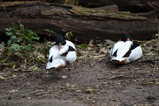 Filename=DSC_0556.JPG
Filesize=19653KiB
Dimensions=7360x4912
Date added=Sep 27, 2019 DSC_0556.JPG