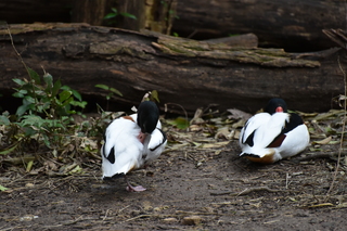 Filename=DSC_0557.JPG
Filesize=19592KiB
Dimensions=7360x4912
Date added=Sep 27, 2019 DSC_0557.JPG