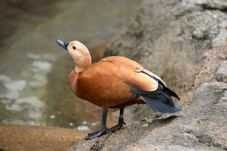 Filename=DSC_0560.JPG
Filesize=18645KiB
Dimensions=7360x4912
Date added=Sep 27, 2019 DSC_0560.JPG