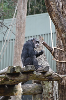 Filename=DSC_0570.JPG
Filesize=17369KiB
Dimensions=4912x7360
Date added=Sep 27, 2019 DSC_0570.JPG