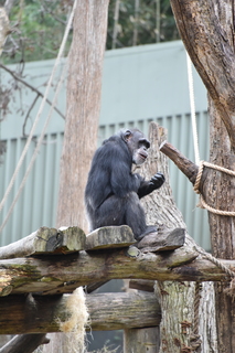 Filename=DSC_0571.JPG
Filesize=16997KiB
Dimensions=4912x7360
Date added=Sep 27, 2019 DSC_0571.JPG