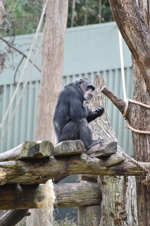 Filename=DSC_0572.JPG
Filesize=17332KiB
Dimensions=4912x7360
Date added=Sep 27, 2019 DSC_0572.JPG