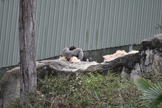 Filename=DSC_0574.JPG
Filesize=19884KiB
Dimensions=7360x4912
Date added=Sep 27, 2019 DSC_0574.JPG