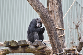 Filename=DSC_0575.JPG
Filesize=19063KiB
Dimensions=7360x4912
Date added=Sep 27, 2019 DSC_0575.JPG