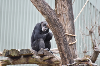 Filename=DSC_0576.JPG
Filesize=19479KiB
Dimensions=7360x4912
Date added=Sep 27, 2019 DSC_0576.JPG