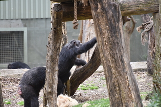 Filename=DSC_0578.JPG
Filesize=20516KiB
Dimensions=7360x4912
Date added=Sep 27, 2019 DSC_0578.JPG