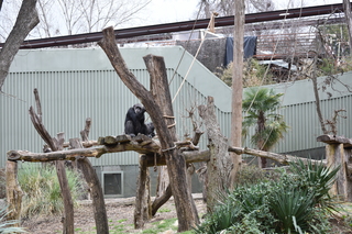 Filename=DSC_0579.JPG
Filesize=23343KiB
Dimensions=7360x4912
Date added=Sep 27, 2019 DSC_0579.JPG