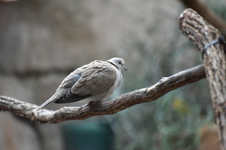 Filename=DSC_0581.JPG
Filesize=20709KiB
Dimensions=7360x4912
Date added=Sep 27, 2019 DSC_0581.JPG