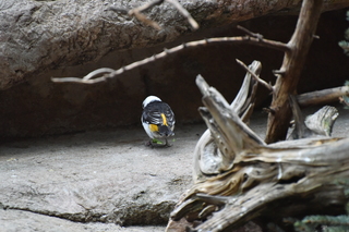 Filename=DSC_0583.JPG
Filesize=20614KiB
Dimensions=7360x4912
Date added=Sep 27, 2019 DSC_0583.JPG