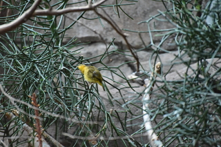 Filename=DSC_0584.JPG
Filesize=20546KiB
Dimensions=7360x4912
Date added=Sep 27, 2019 DSC_0584.JPG