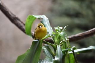 Filename=DSC_0587.JPG
Filesize=20293KiB
Dimensions=7360x4912
Date added=Sep 27, 2019 DSC_0587.JPG