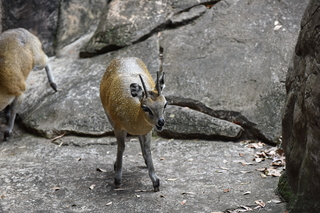 Filename=DSC_0593.JPG
Filesize=19702KiB
Dimensions=7360x4912
Date added=Sep 27, 2019 DSC_0593.JPG