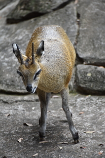 Filename=DSC_0594.JPG
Filesize=17688KiB
Dimensions=4912x7360
Date added=Sep 27, 2019 DSC_0594.JPG