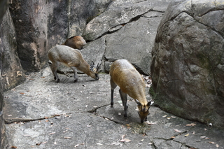 Filename=DSC_0597.JPG
Filesize=22871KiB
Dimensions=7360x4912
Date added=Sep 27, 2019 DSC_0597.JPG