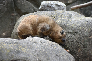 Filename=DSC_0598.JPG
Filesize=19731KiB
Dimensions=7360x4912
Date added=Sep 27, 2019 DSC_0598.JPG