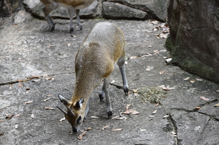 Filename=DSC_0600.JPG
Filesize=21711KiB
Dimensions=7360x4912
Date added=Sep 27, 2019 DSC_0600.JPG