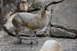 Filename=DSC_0601.JPG
Filesize=22317KiB
Dimensions=7360x4912
Date added=Sep 27, 2019 DSC_0601.JPG