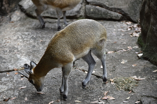 Filename=DSC_0602.JPG
Filesize=20458KiB
Dimensions=7360x4912
Date added=Sep 27, 2019 DSC_0602.JPG