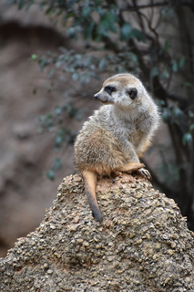 Filename=DSC_0605.JPG
Filesize=18743KiB
Dimensions=4912x7360
Date added=Sep 27, 2019 DSC_0605.JPG