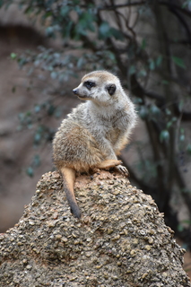 Filename=DSC_0606.JPG
Filesize=19130KiB
Dimensions=4912x7360
Date added=Sep 27, 2019 DSC_0606.JPG