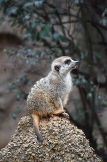 Filename=DSC_0607.JPG
Filesize=18019KiB
Dimensions=4912x7360
Date added=Sep 27, 2019 DSC_0607.JPG