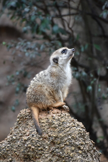 Filename=DSC_0608.JPG
Filesize=18432KiB
Dimensions=4912x7360
Date added=Sep 27, 2019 DSC_0608.JPG