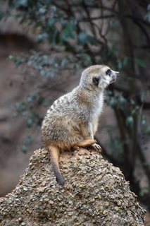 Filename=DSC_0609.JPG
Filesize=18414KiB
Dimensions=4912x7360
Date added=Sep 27, 2019 DSC_0609.JPG