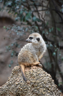 Filename=DSC_0610.JPG
Filesize=18644KiB
Dimensions=4912x7360
Date added=Sep 27, 2019 DSC_0610.JPG