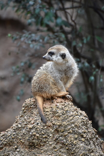 Filename=DSC_0611.JPG
Filesize=18797KiB
Dimensions=4912x7360
Date added=Sep 27, 2019 DSC_0611.JPG