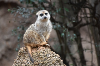 Filename=DSC_0612.JPG
Filesize=20593KiB
Dimensions=7360x4912
Date added=Sep 27, 2019 DSC_0612.JPG