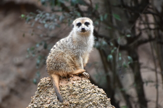 Filename=DSC_0613.JPG
Filesize=21089KiB
Dimensions=7360x4912
Date added=Sep 27, 2019 DSC_0613.JPG