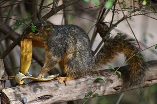 Filename=DSC_0616.JPG
Filesize=19626KiB
Dimensions=7360x4912
Date added=Sep 27, 2019 DSC_0616.JPG